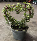 Green Afra Portulacaria Heart